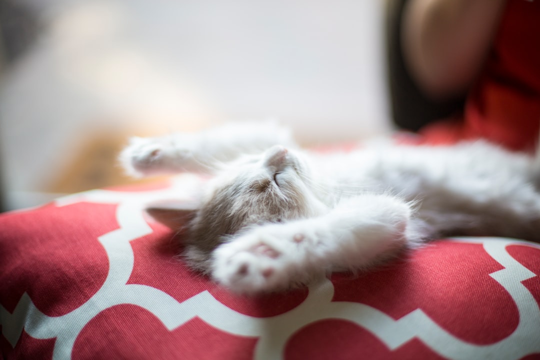 Gwangju Cat