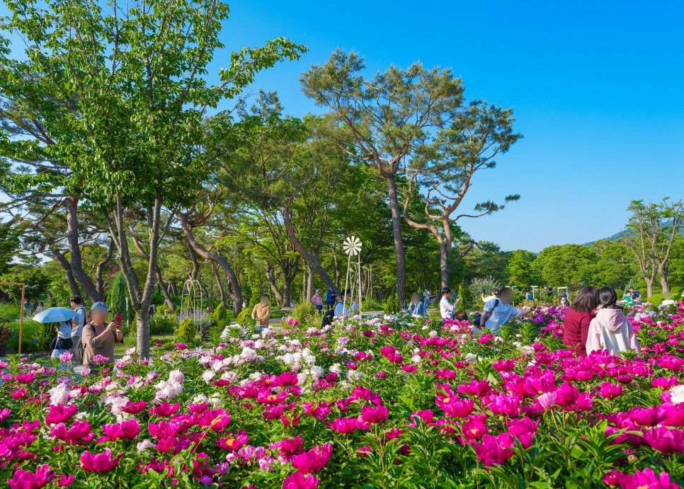 서울대공원 장미축제