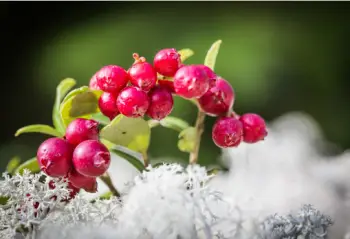 링곤베리 효능 및 영양소, 가격