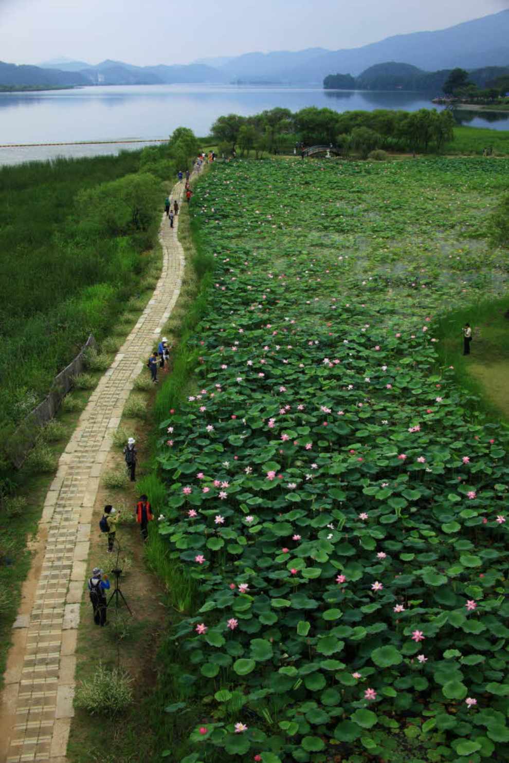 세미원 연꽃문화제