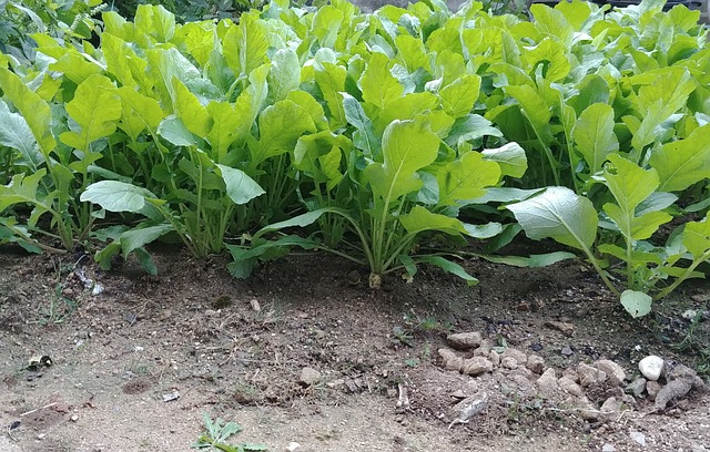 전주시 김장쓰레기 버리기