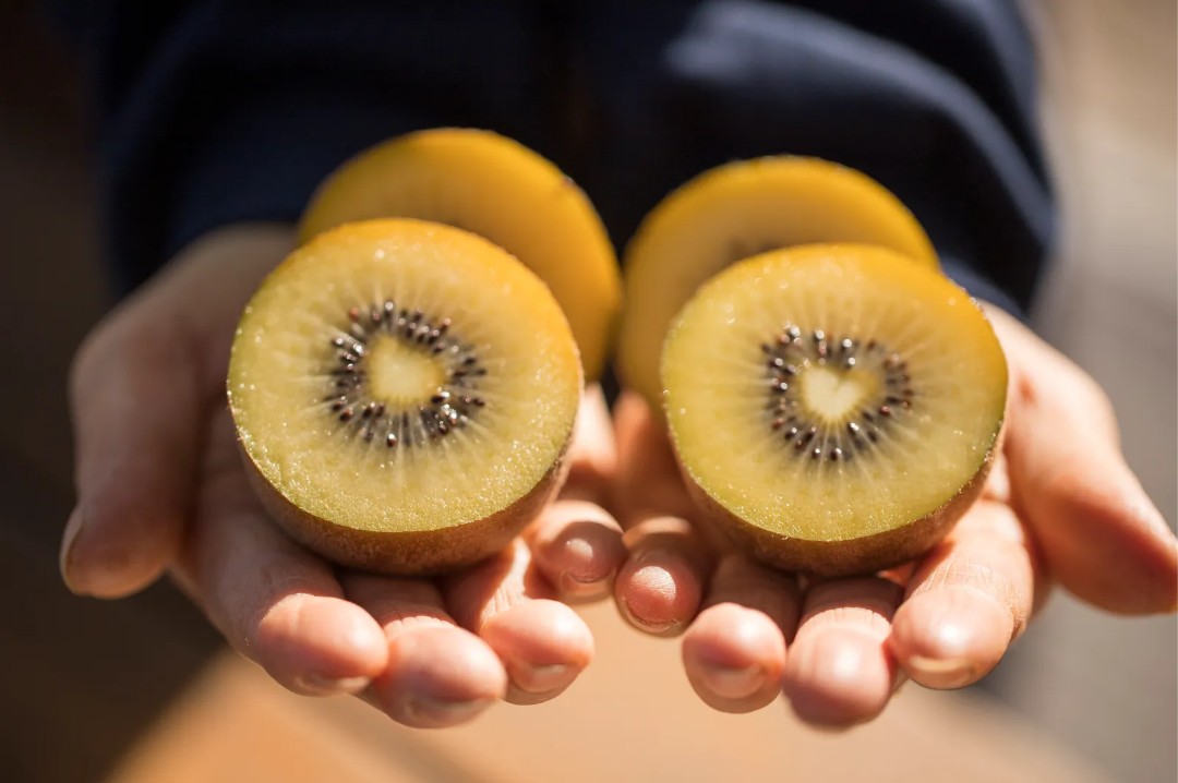 양손 가득 반으로 잘린 황금빛 골드키위를 들고 있는 모습. 과육 중앙의 심지가 하트 모양처럼 보이며 과즙이 풍부해 보임