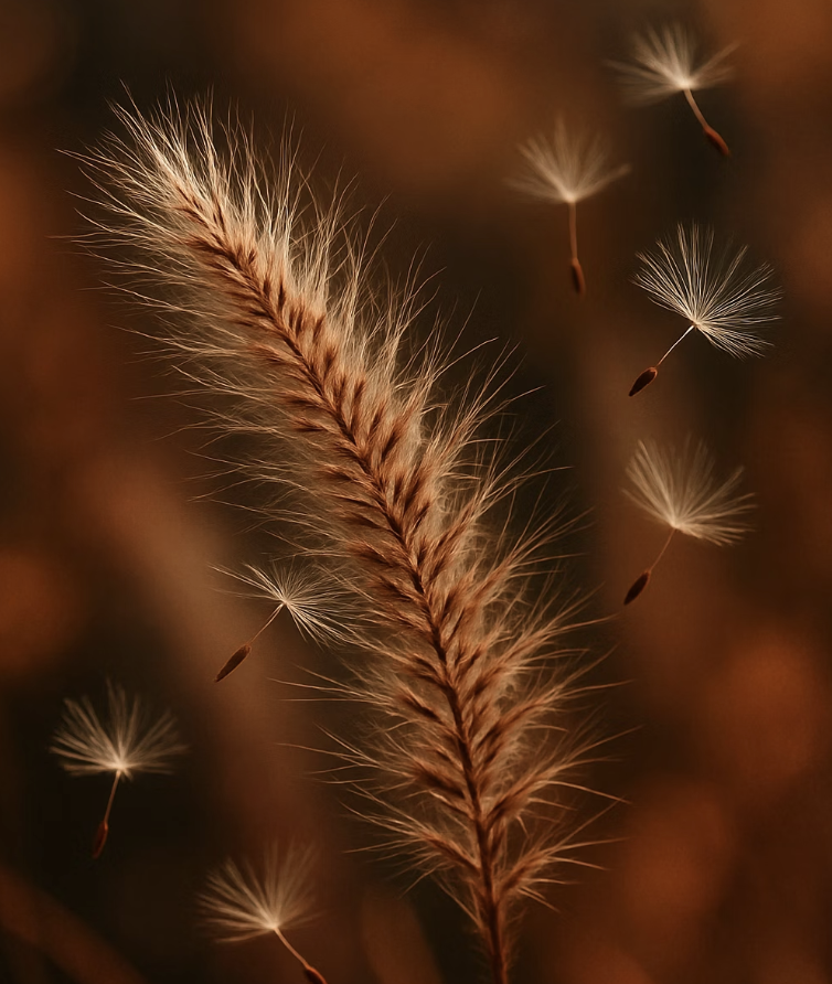 둘째&amp;#44; 바람을 타고 온 정원을 점령하는 씨앗