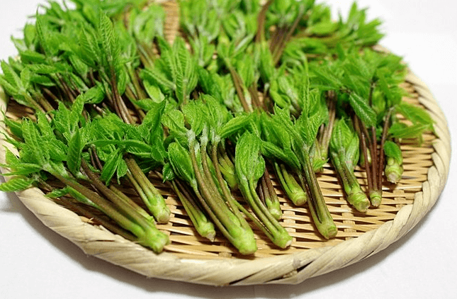 봄 제철음식 종류와 효능