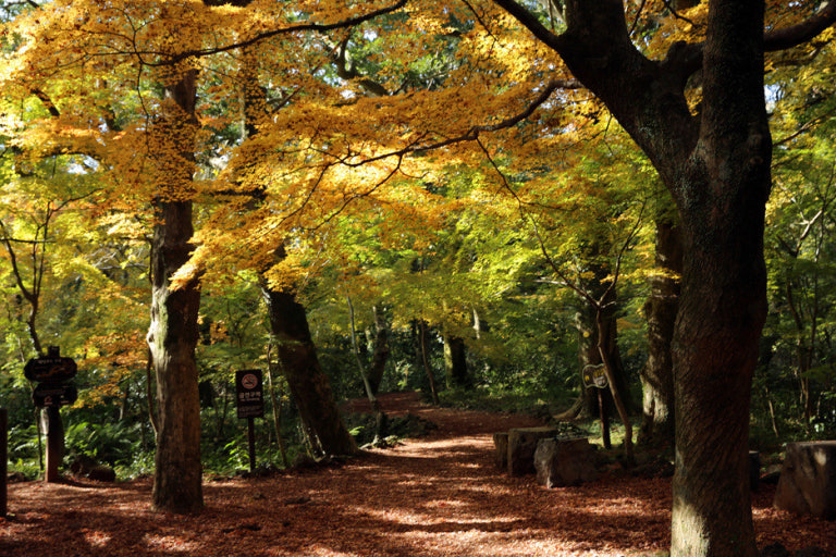 2025 제주도 단풍명소 TOP5|꼭 가봐야 할 곳들 관련 사진