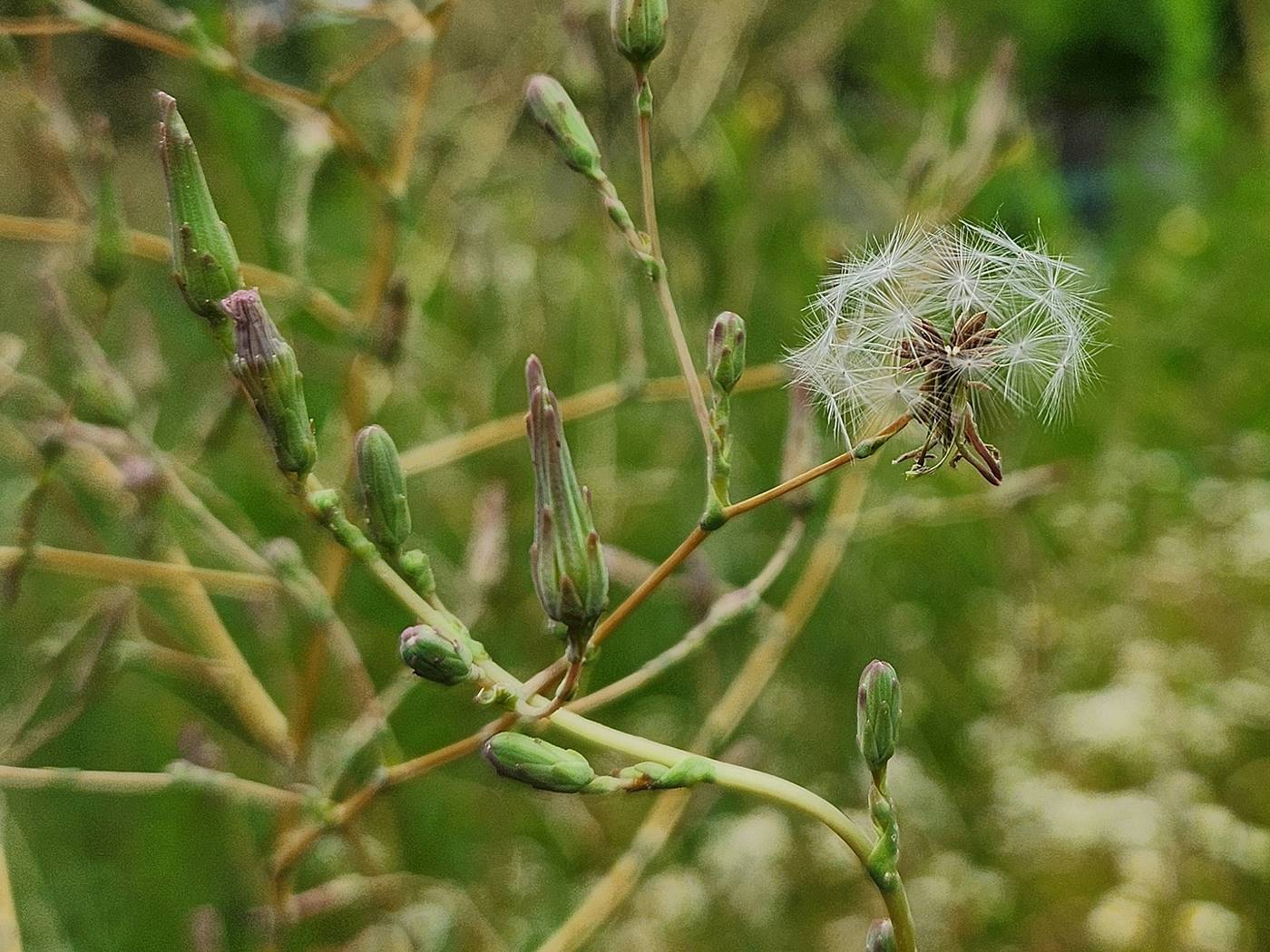 가시상추(가시상치)