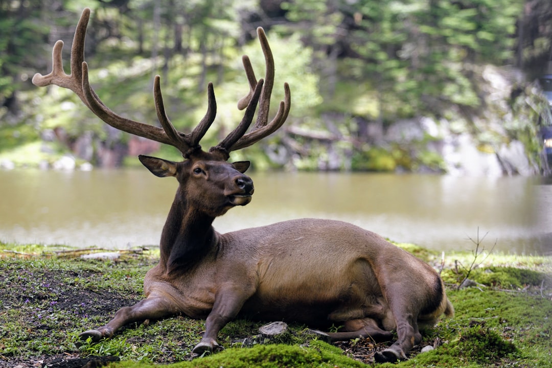 Deer antler.