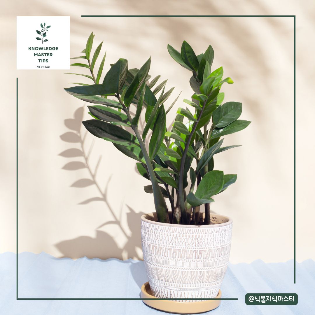 금전수 키우기에 꼭 필요한 빛