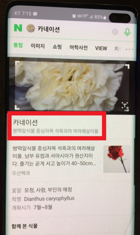 카네이션-검색결과