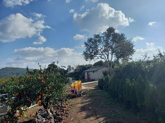 귤빛정원 감귤체험농장