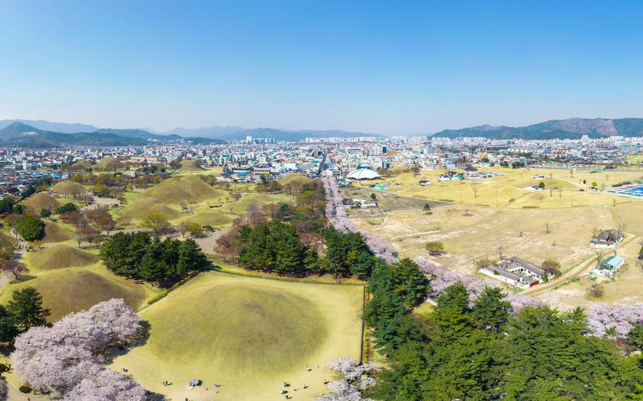 경주 벚꽃 만개 시기 확인하러 가기