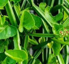 시서스 효능 부작용 (3주 섭취 후기)