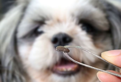 개의 참진드기 구제.