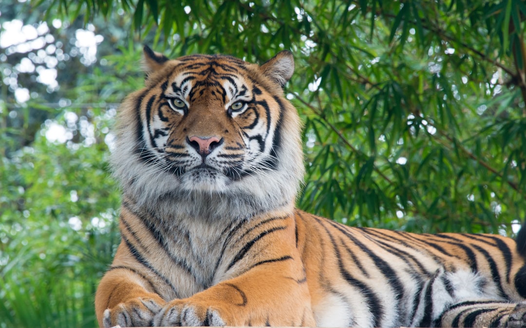 tiger
