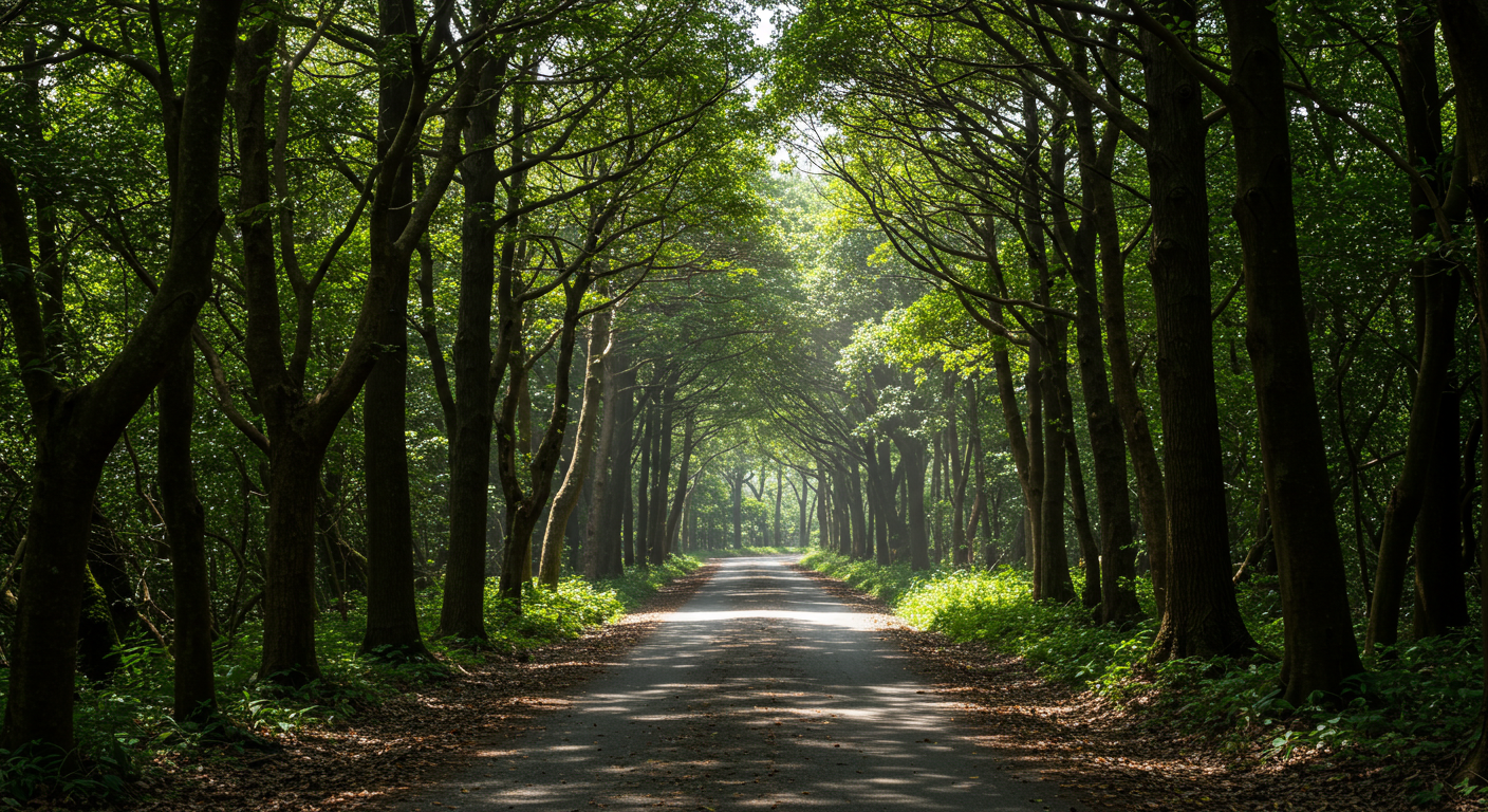 햇살이 쏟아지는 제주의 울창한 사려니숲길 내부