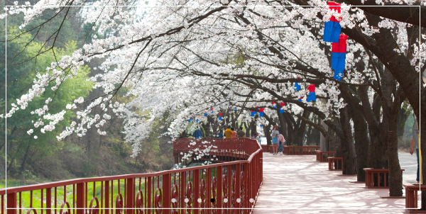 에덴벚꽃길-벚꽃축제