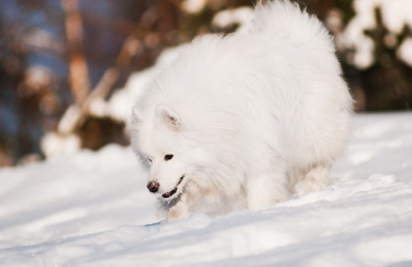 눈에서 노는 아메리칸 에스키모도그.