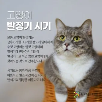 고양이 행동 분석 교정 언어 의미_13