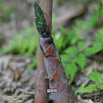 죽순 채취 시기