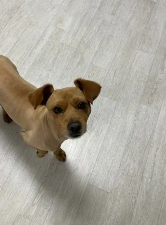 강아지 고개 갸우뚱 이유 의미 뜻_27