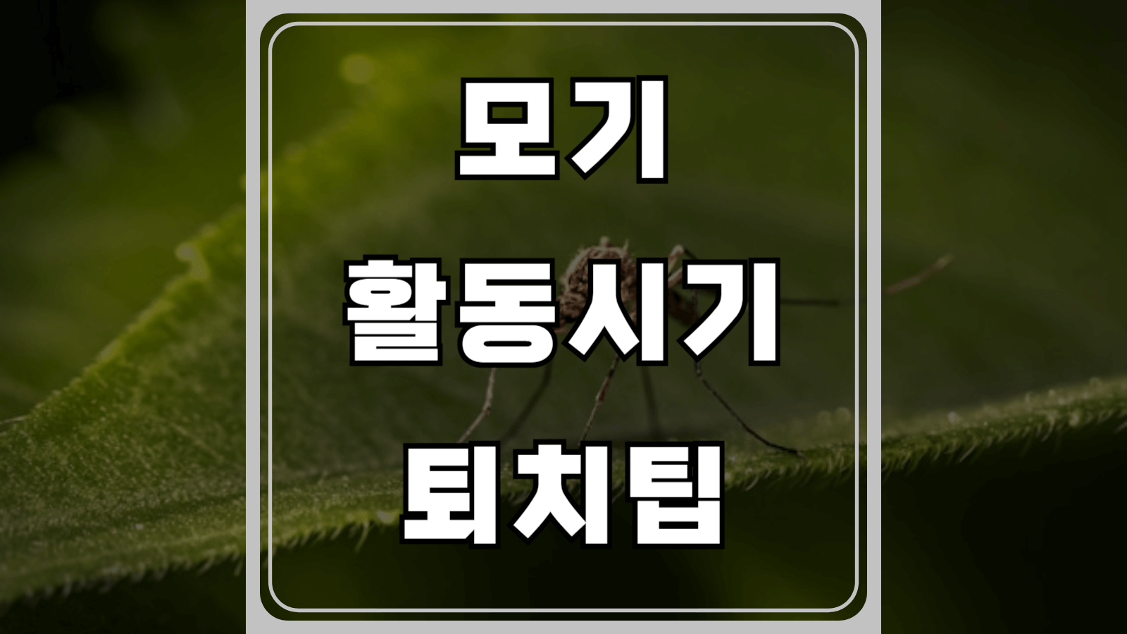 모기 활동시기와 퇴치팁