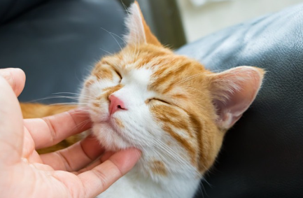 쓰다듬을 수 있는 고양이.