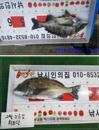 디낚 점주 조황 전국 바다낚시 출조 꿀팁_13