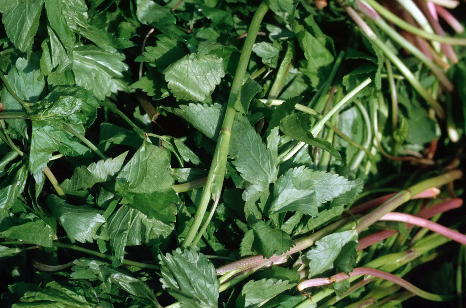 미나리 효능과 영양소 그리고 부작용에 대해서