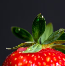 딸기 효능 부작용 칼로리 고르는법