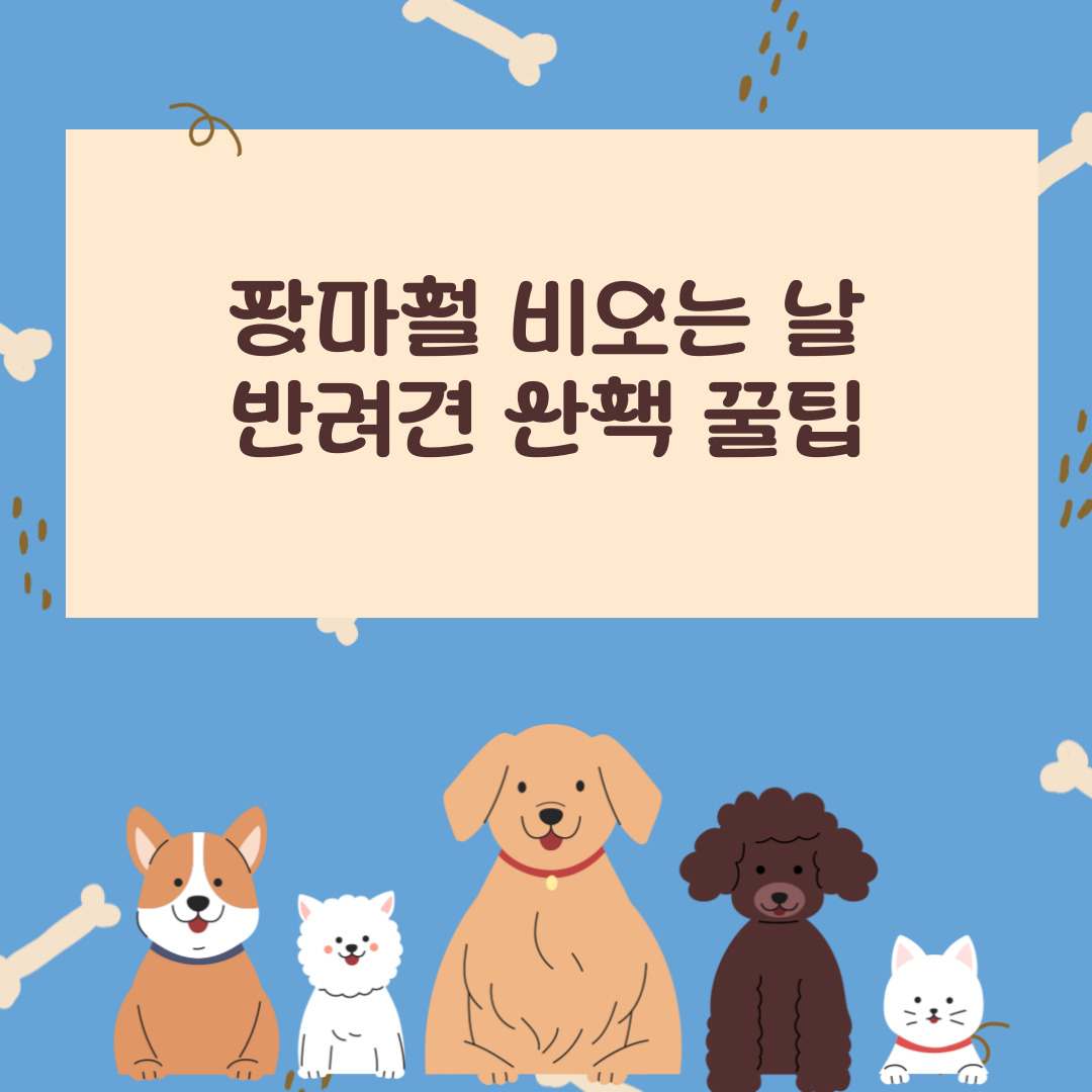 비 오는 날 반려견 산책 꿀팁