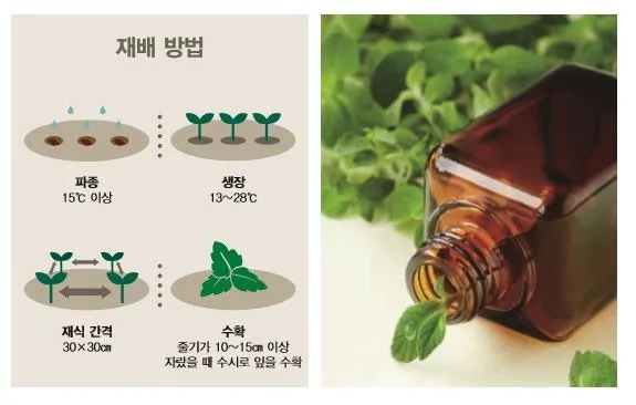 오레가노 재배 삽목 번식 통풍 관리 잎 수확_2