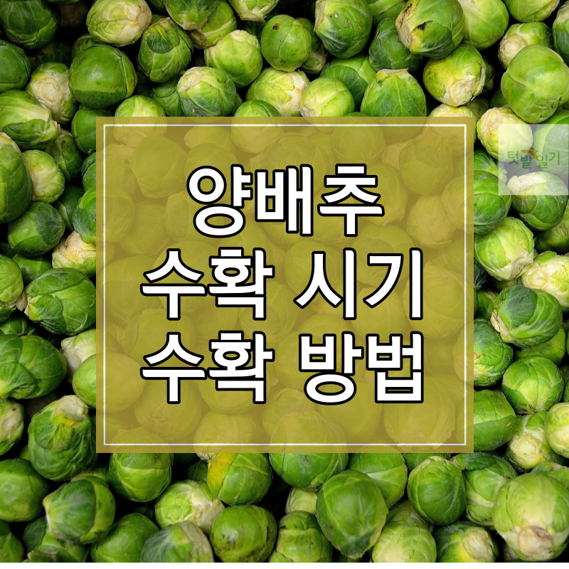 봄 양배추 수확시기 및 수확방법, 저장방법 알아보기