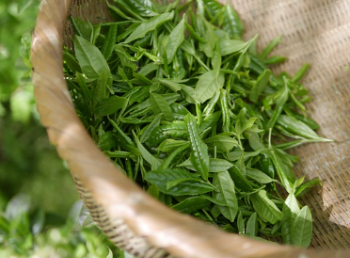 녹차 (출처 : pixabay)