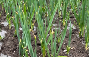 마늘 먹는 꿈 마늘 쪼개는 꿈 마늘 캐는 꿈