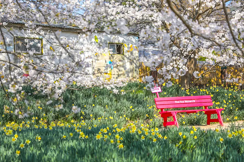 홍성 거북이마을 수선화