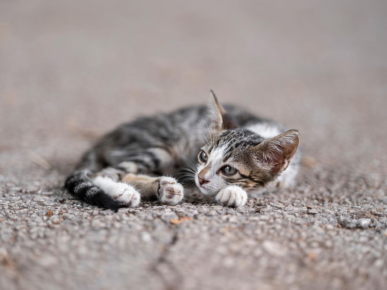 고양이 빈혈 진단 방법
