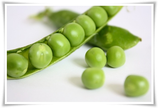 텃밭관리 &quot;3월에 심기 좋은 작물&quot; 감자 당근 상추 시금치 대파 비트 완두콩 ...