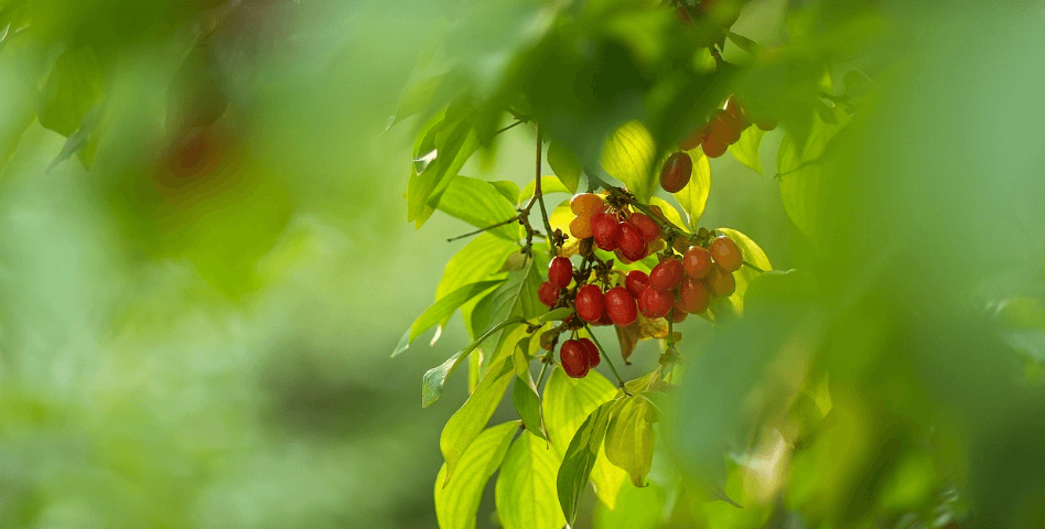 콩팥에 좋은 음식 사진 - 9