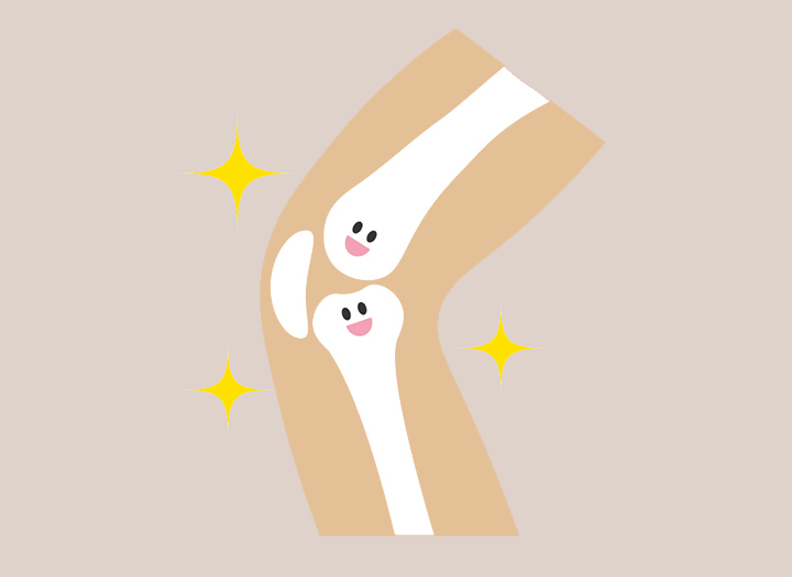 건강한-무릎-관절의-모습