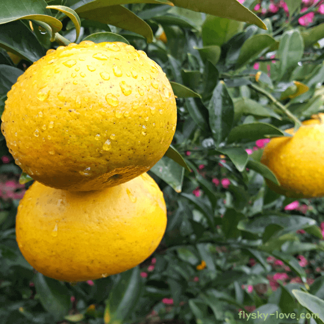 하귤 고르는 법