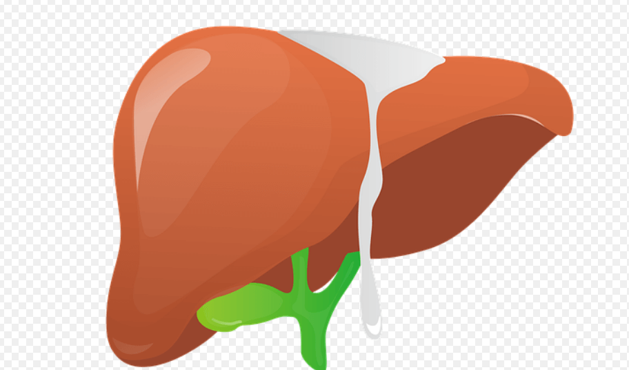 지방간 없애는 방법으로 해부학으로 만들어진 간의 모습