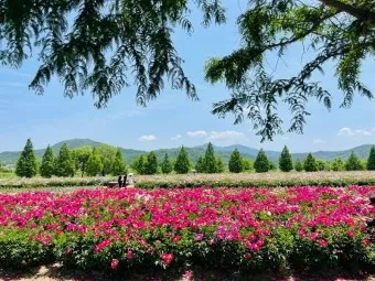 핫들생태공원 합천 산청 진달래축제_9