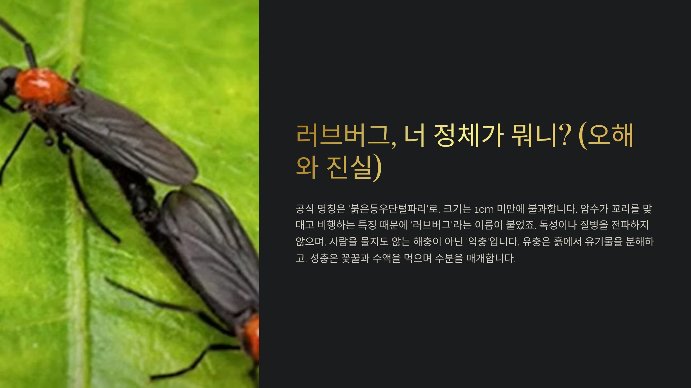 러브버그, 너 정체가 뭐니? (오해와 진실)