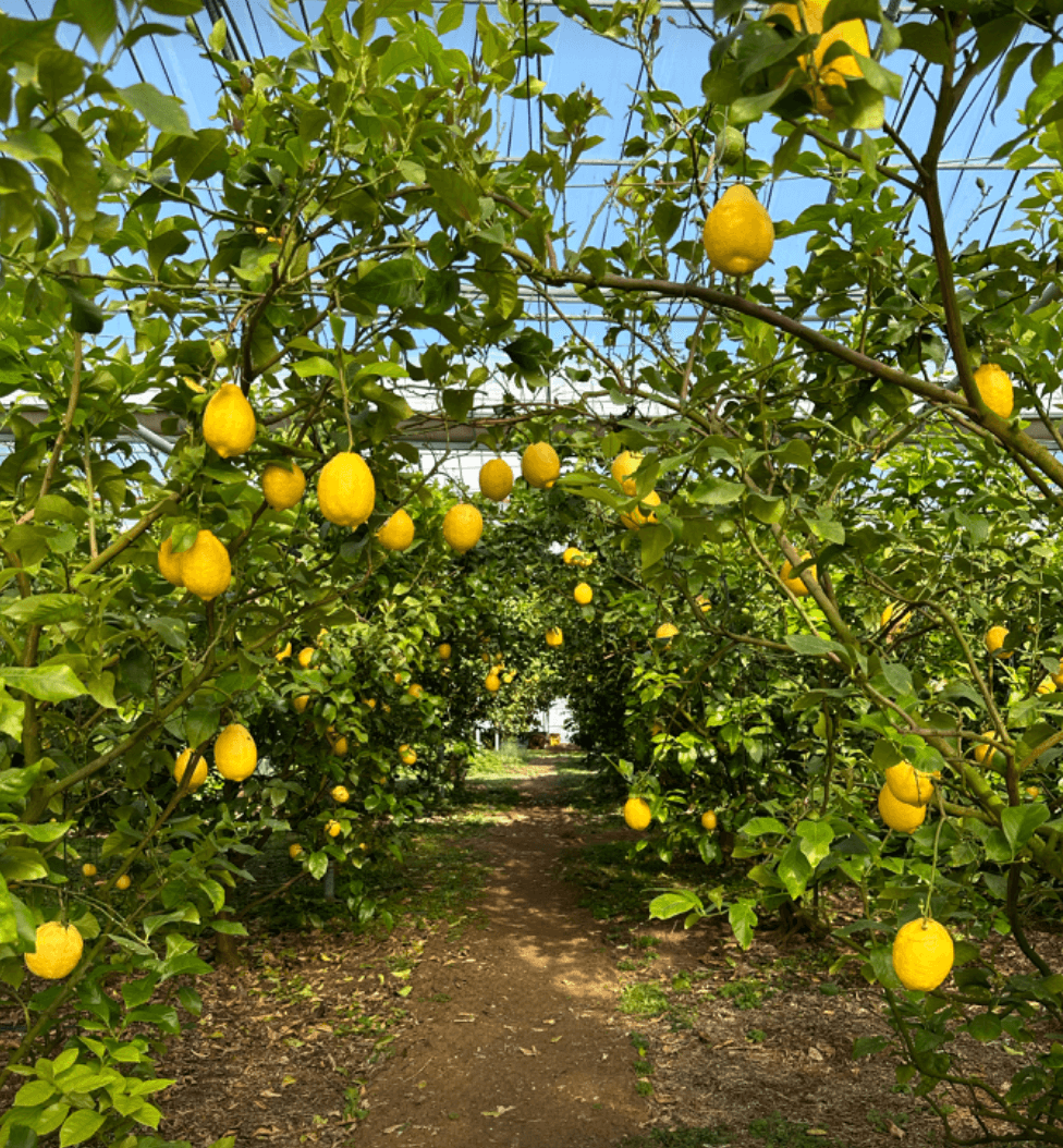 제주도 이색체험 레몬뮤지엄