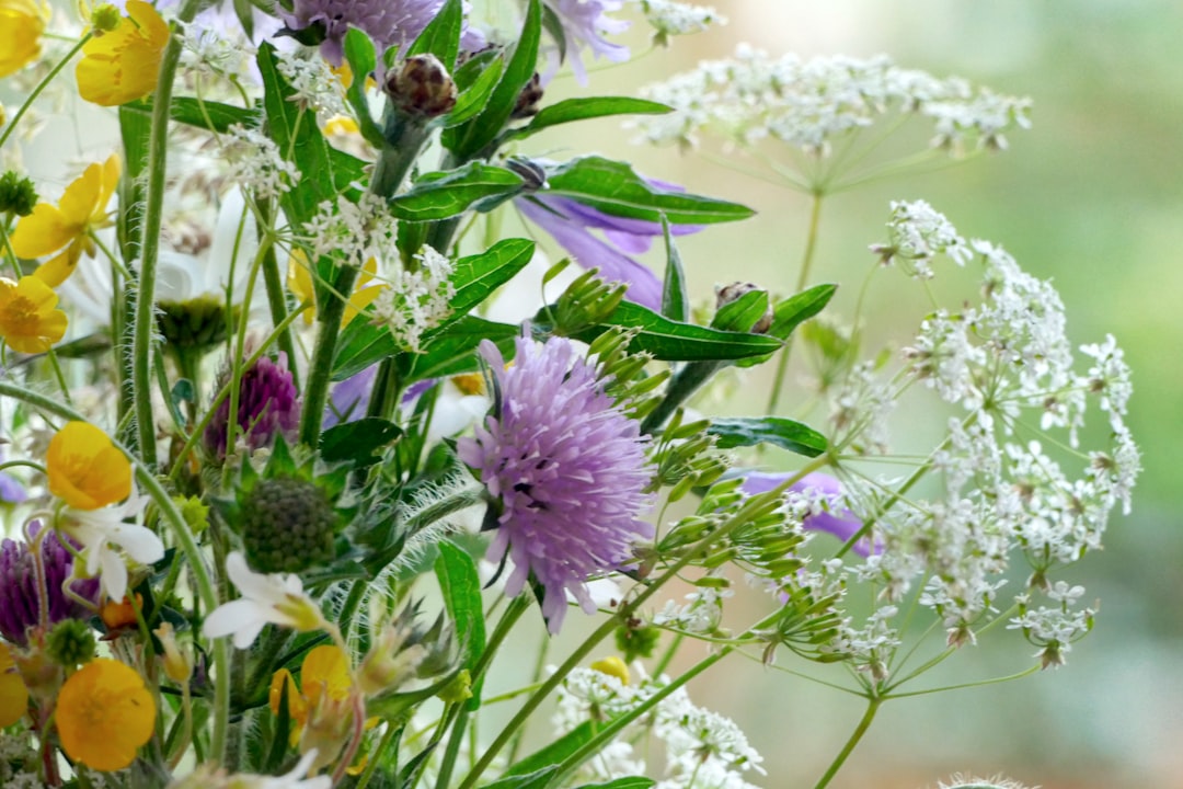 Chives