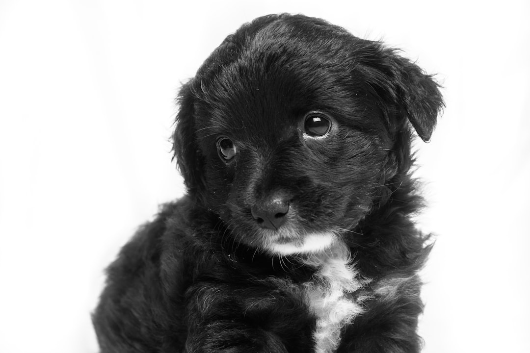 Puppy
