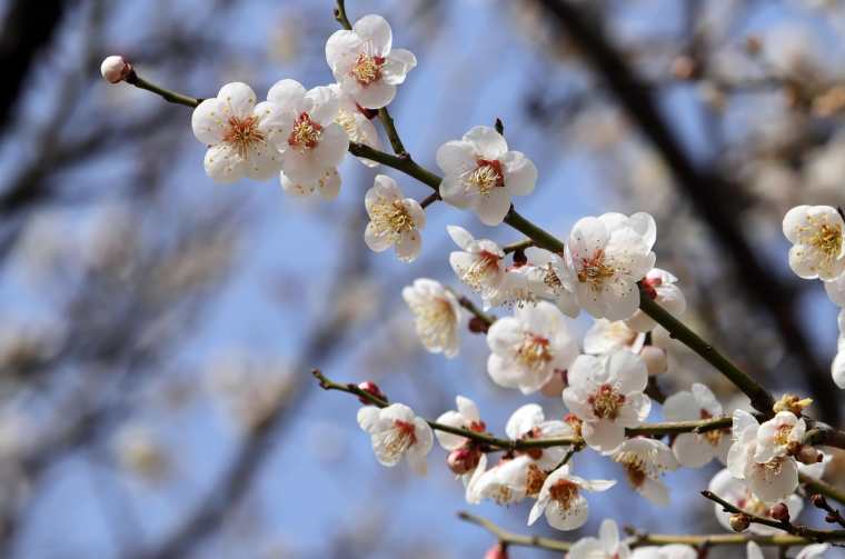 원동 매화축제