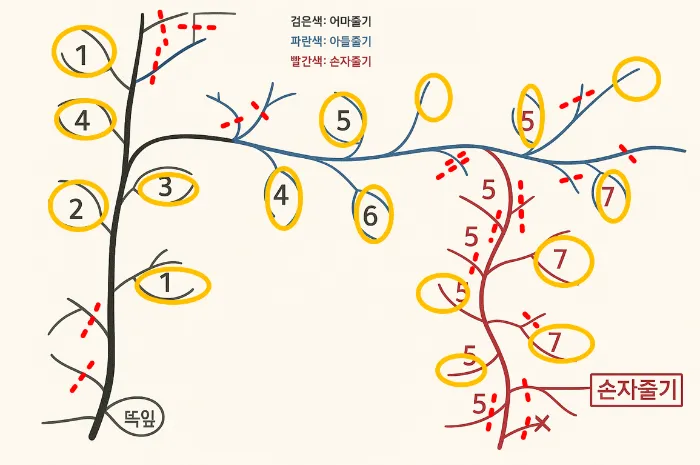 참외 순치기 순지르기 방법과 그림으로 쉽게 정리_4