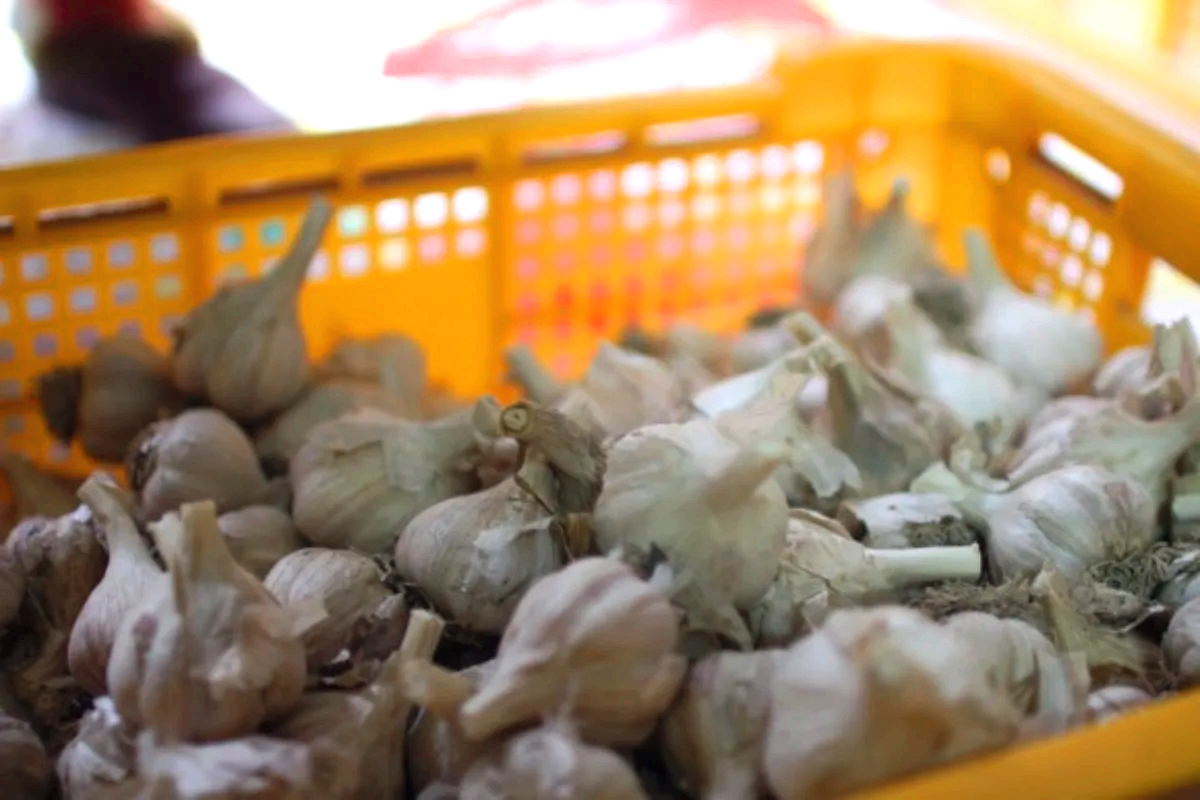 의성 한지형 마늘