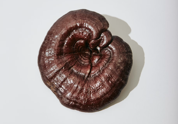 영지 버섯 효능 : 면역력